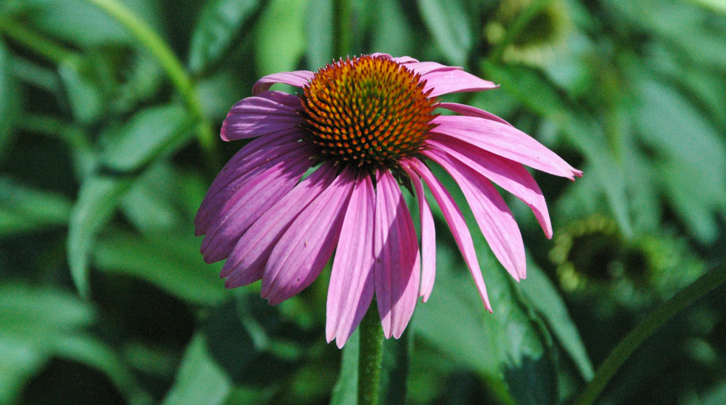 Echinacea