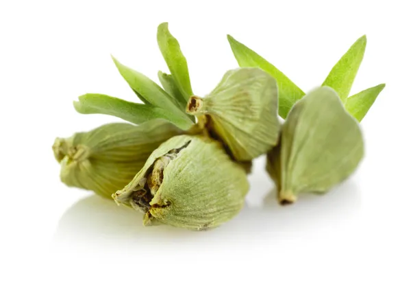 Cardamom